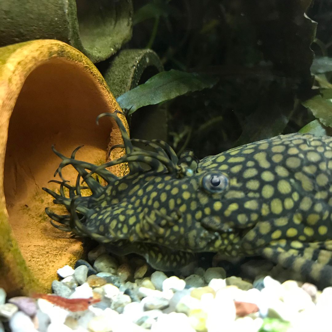 If HP Lovecraft designed fish