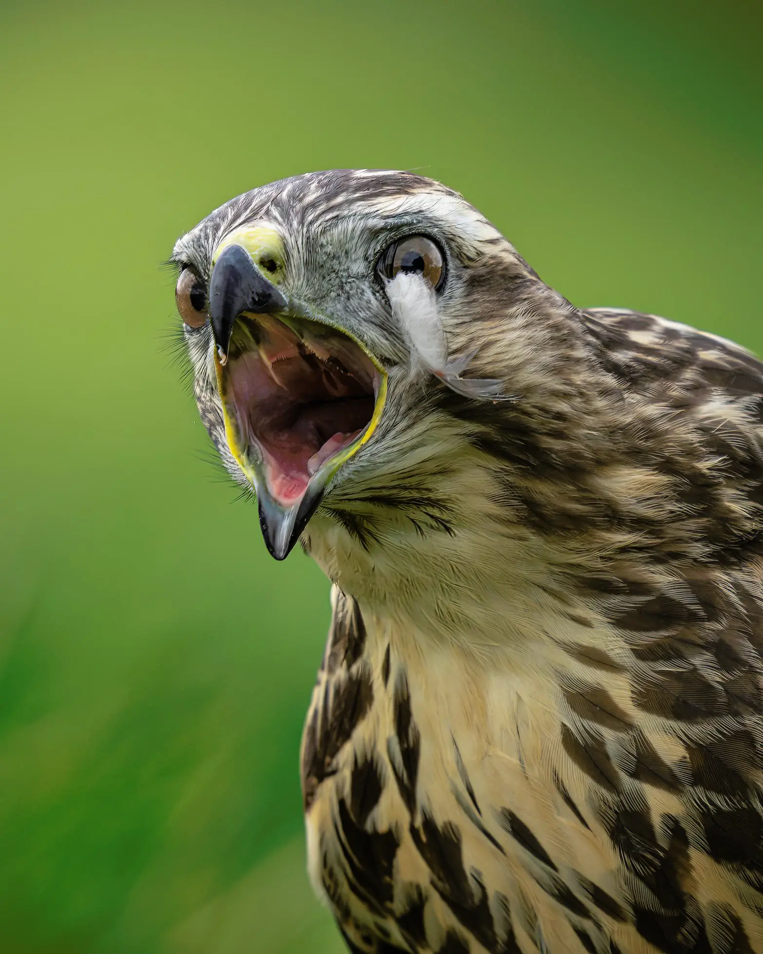 If you’re in the USA you might call this a Hawk, in the UK it’s a Buzzard ( buteo buteo ) 