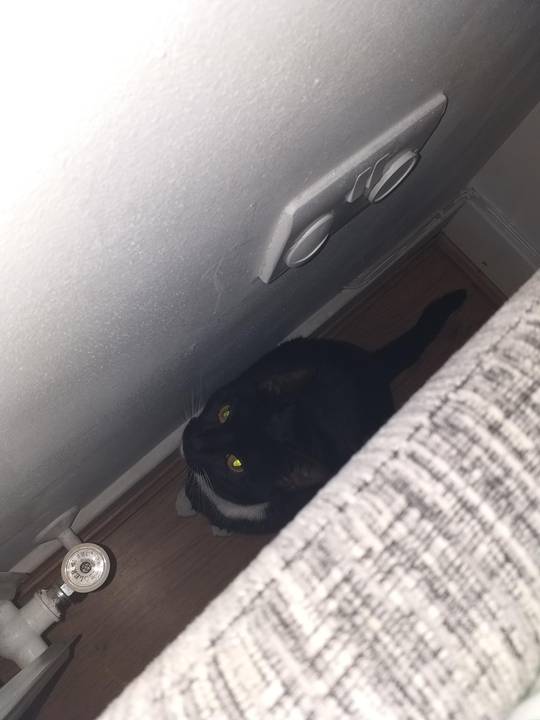 If you want cuddles, get a dog