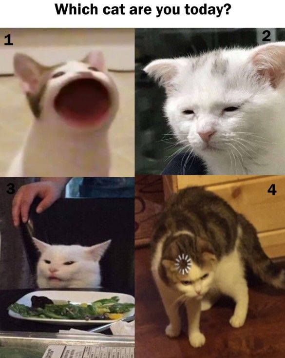 I'm always number 2 cat
