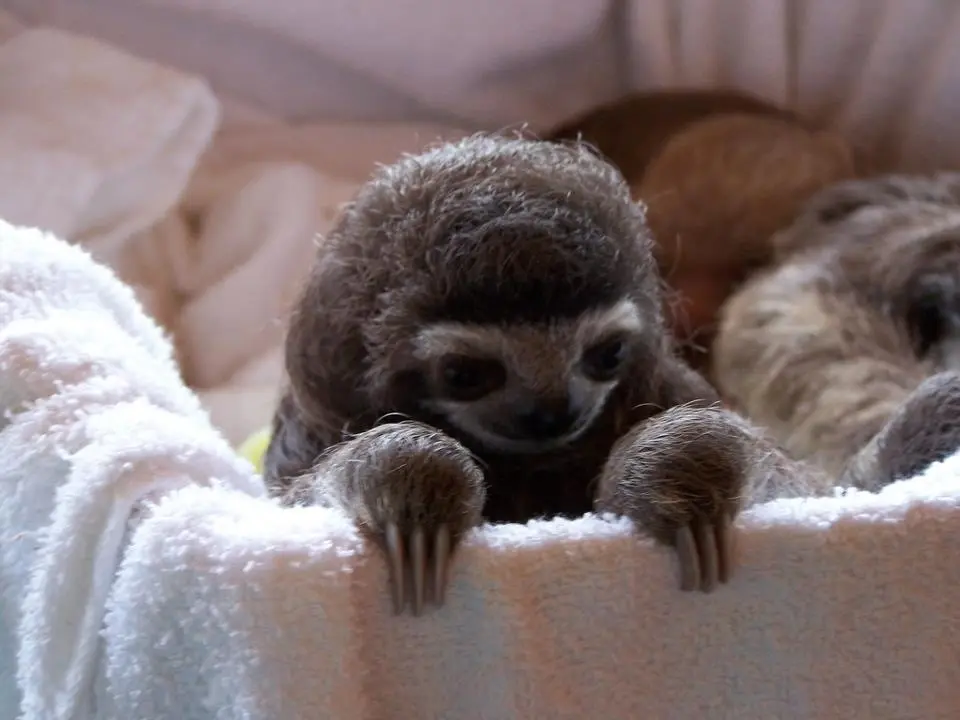 I'm here for the glorious sloth karma.