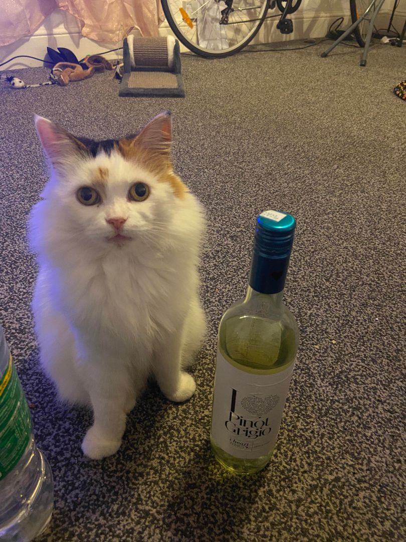 Im not sure if I’ve peaked as a crazy cat lady. I ordered a bottle of pino off Uber and I’m chilling with my best pal