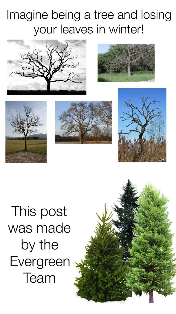 Imagine being a Deciduous tree