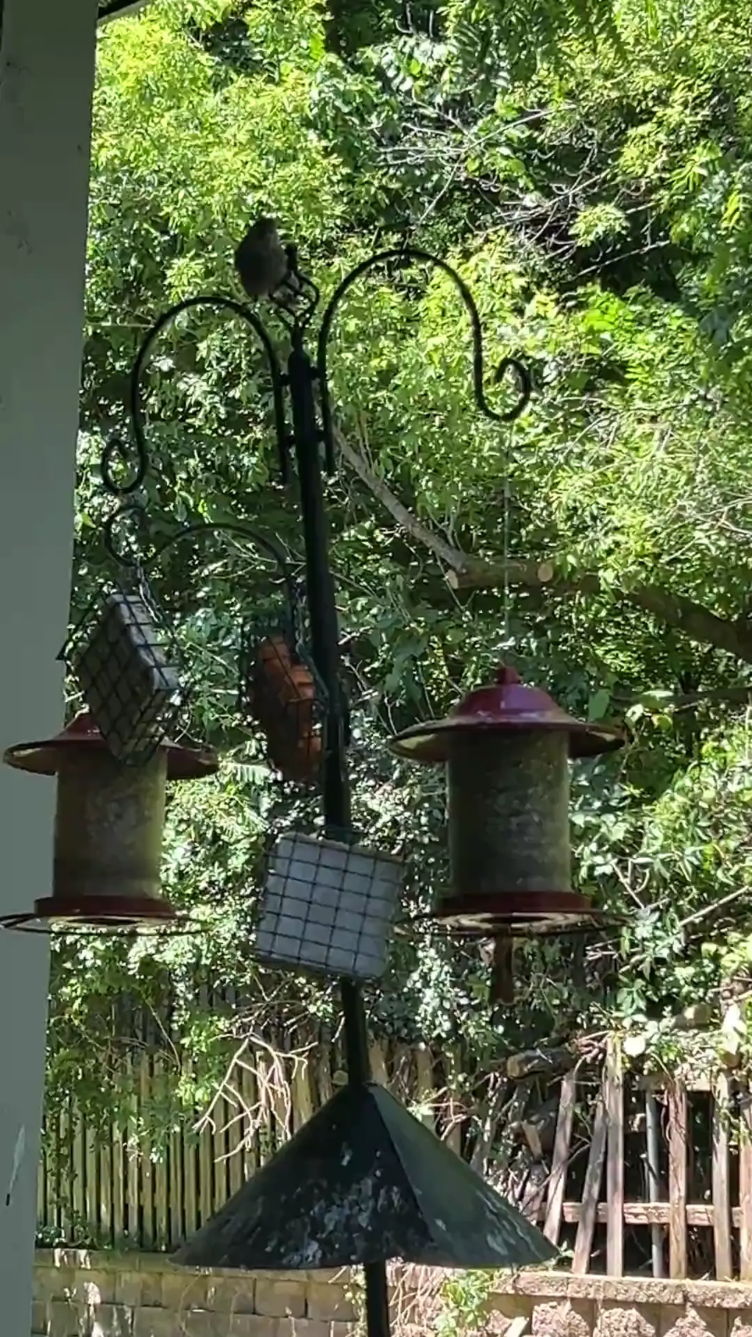 Imposter egg situation?