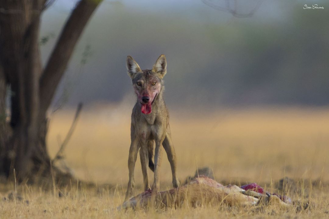 Indian Wolf with a Blackbuck kill