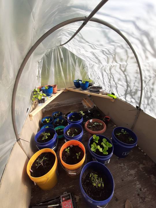 Inside my trailer/greenhouse. Microgreen haven.