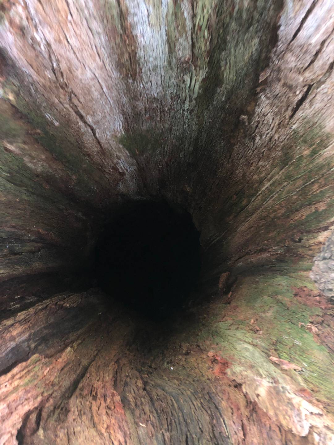 Inside of a hollow tree