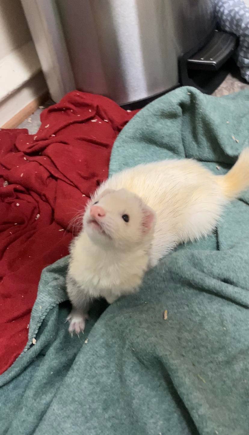 Introductions are going well except for my deaf Waardie girl. She’s a bit too aggressive @ferret.business on insta