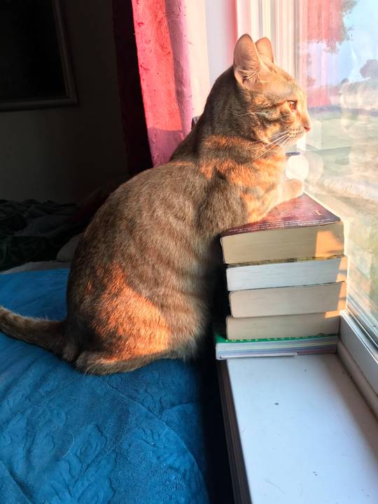 Is a contemplative cat still considered cute?