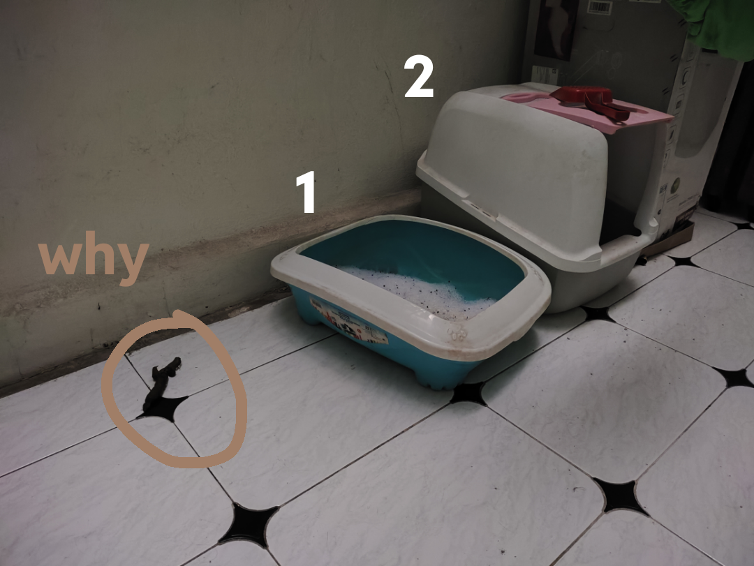 Is my cat just an asshole?