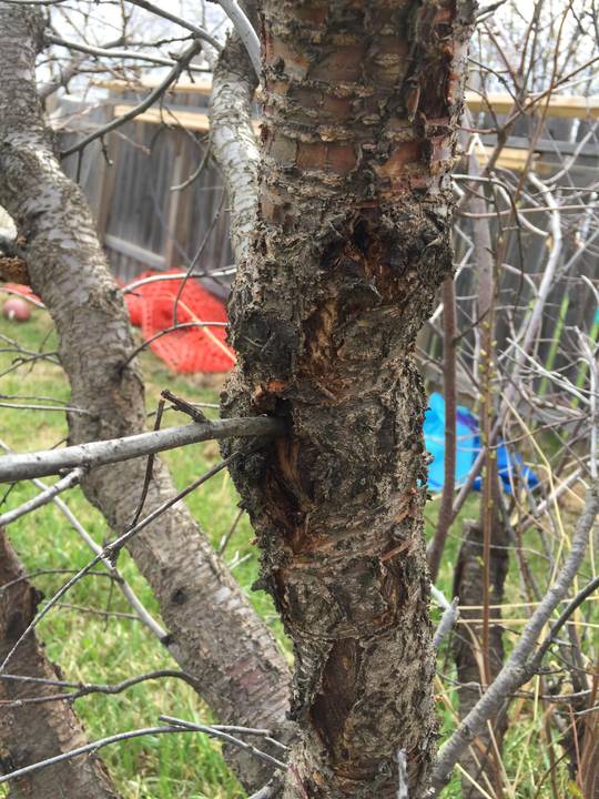 Is my cherry tree sick