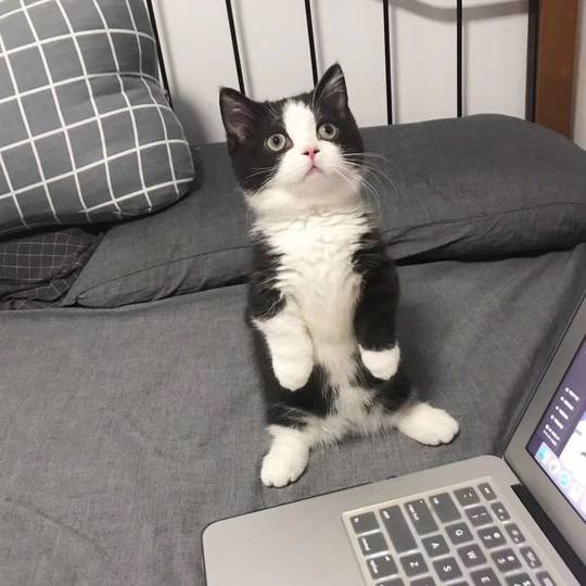 Is pengu small enough?