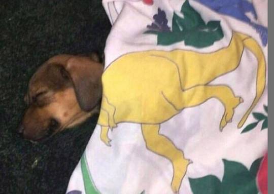 Is this a donkey?