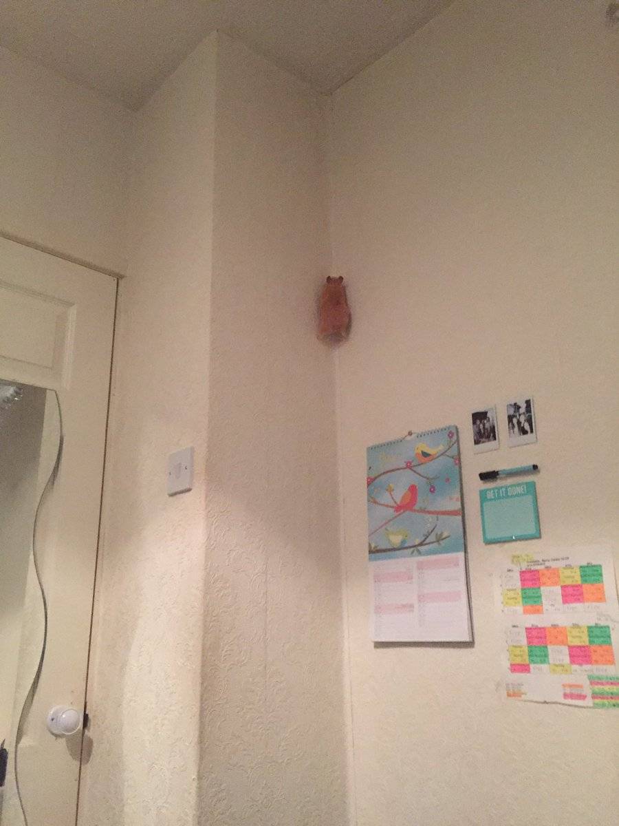 Is this hamster on crack?...