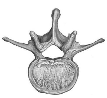 Is this picture showing a inferior or superior vertebrae, and how can you tell?