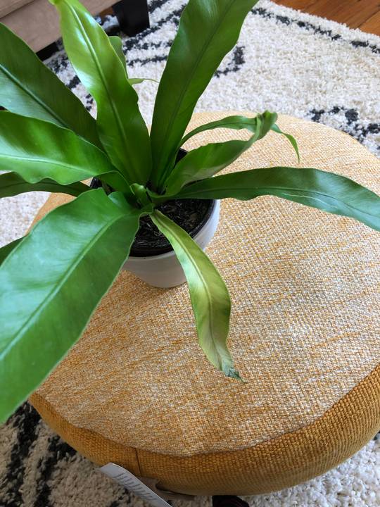 Is this yellowing normal? The tip started to dry out 10 days ago and now the whole frond is changing color.