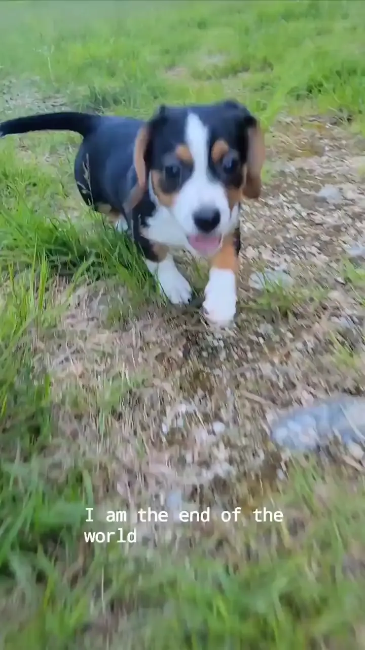 It took 34 years to find my best friend. Meet Olli ❤️