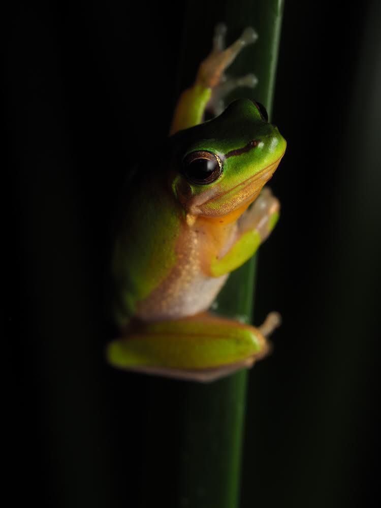 ITAP - Eastern Sedge Frog!