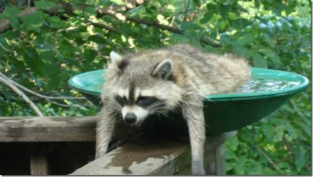 It's hot out there for a raccoon! (x-post r/funny)