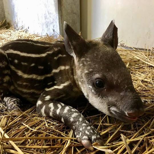 It's World Tapir Day.