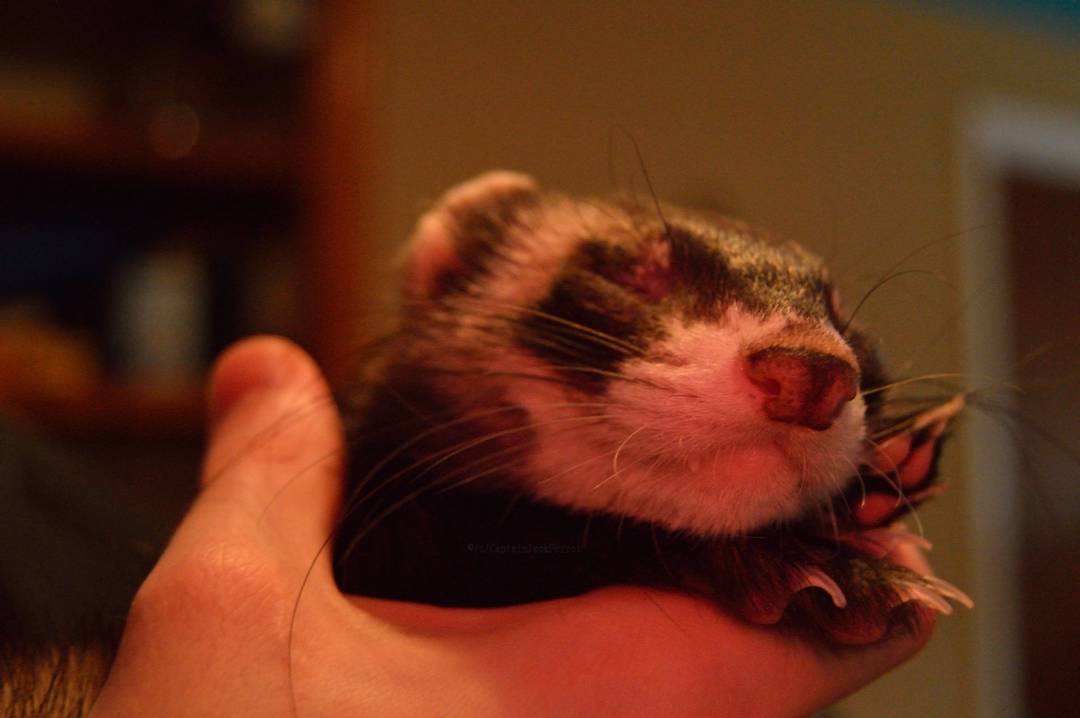 Jack is photogenic, even when asleep