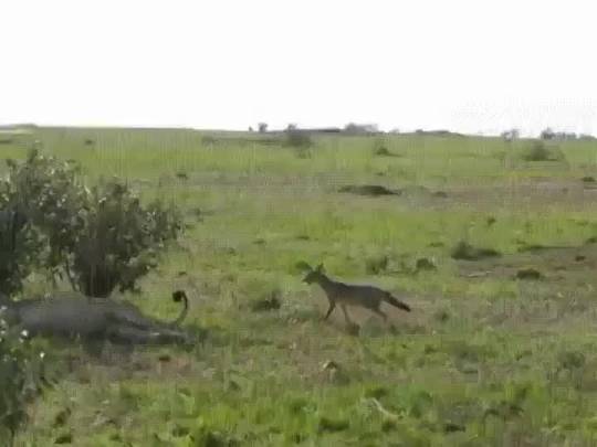 Jackal messing with a lion.
