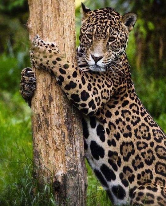 Jaguar And Its Scratching Post/Tree