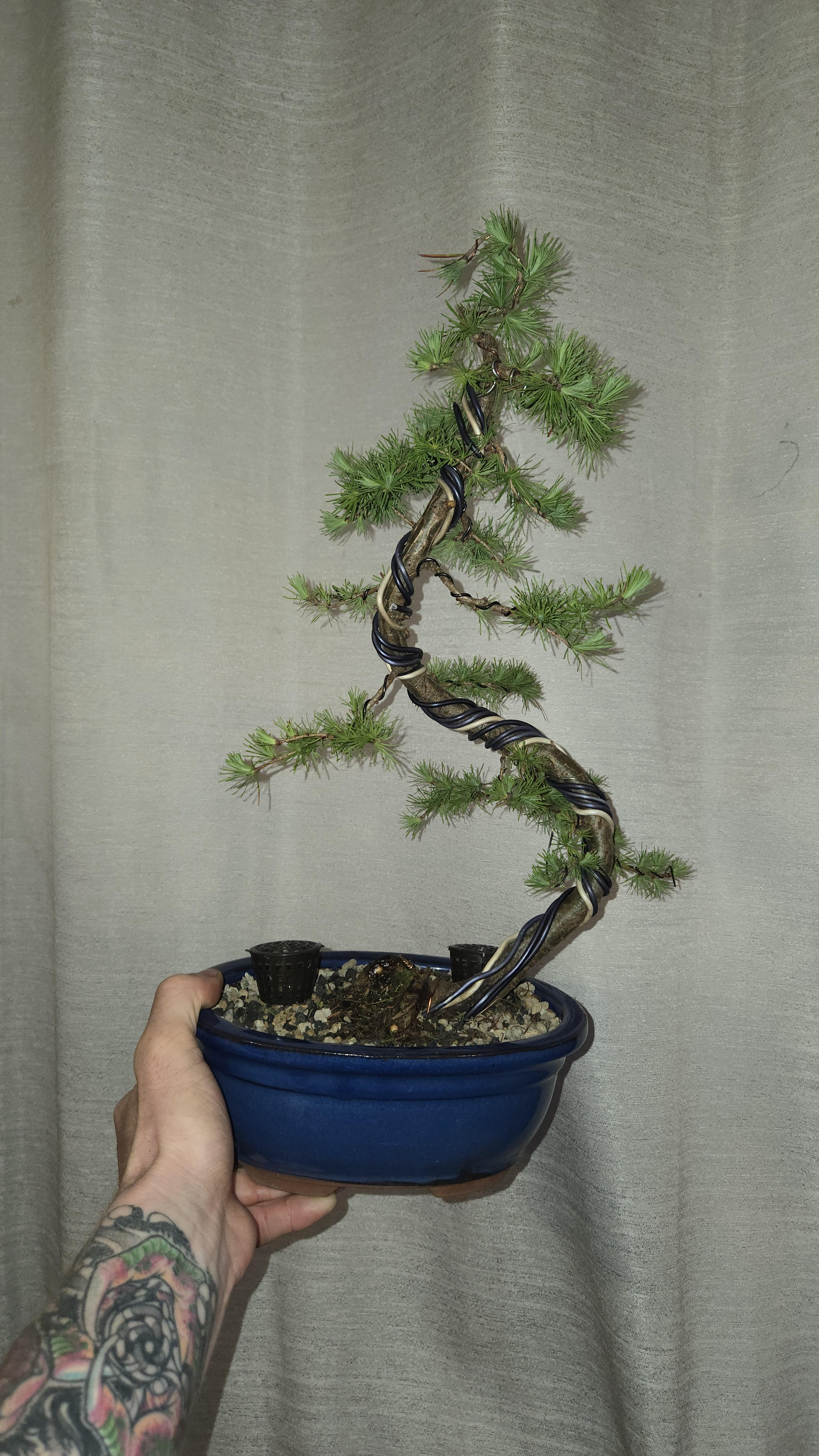 Japanese Larch in Development