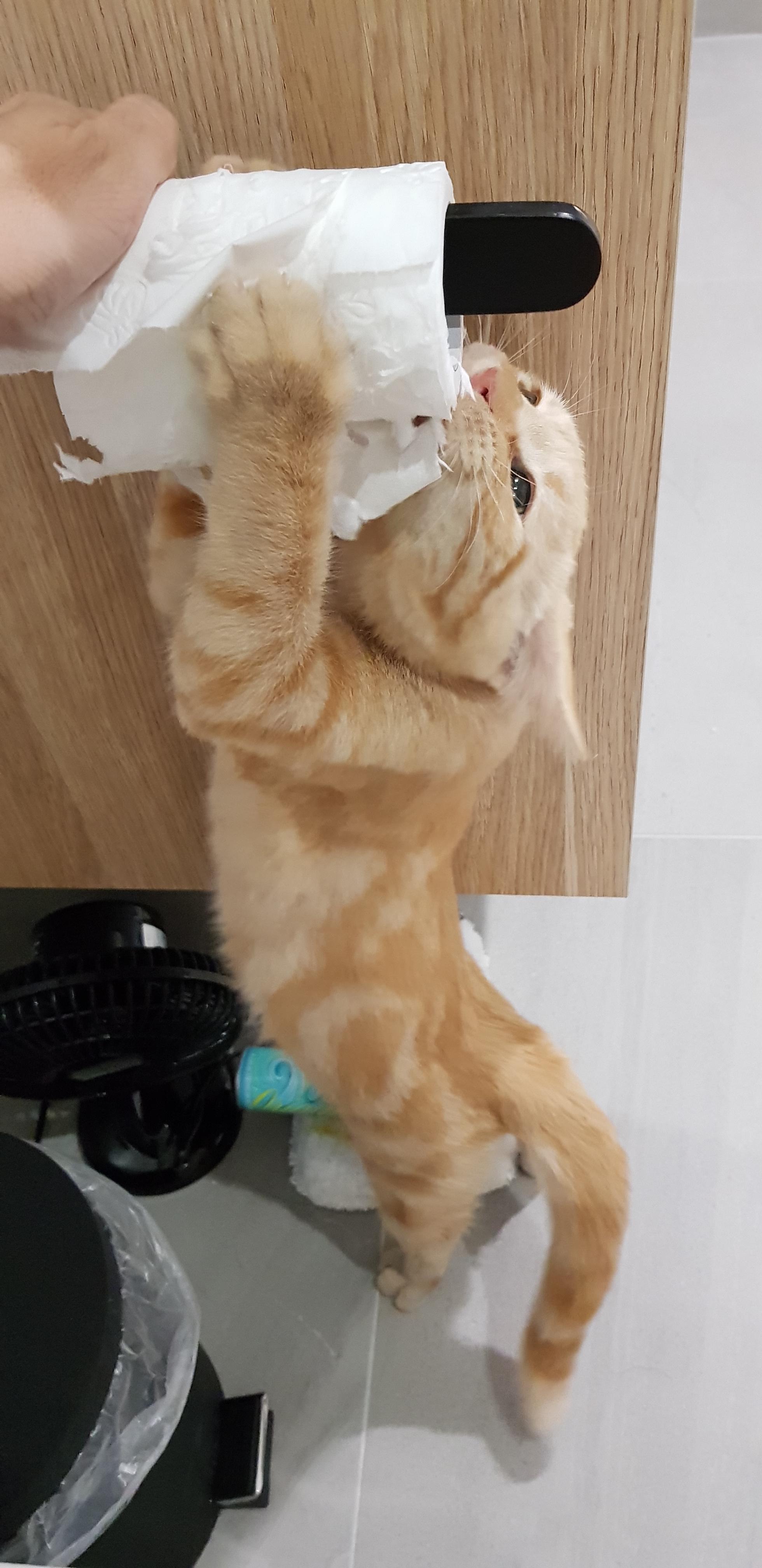 CatsAreAssholes