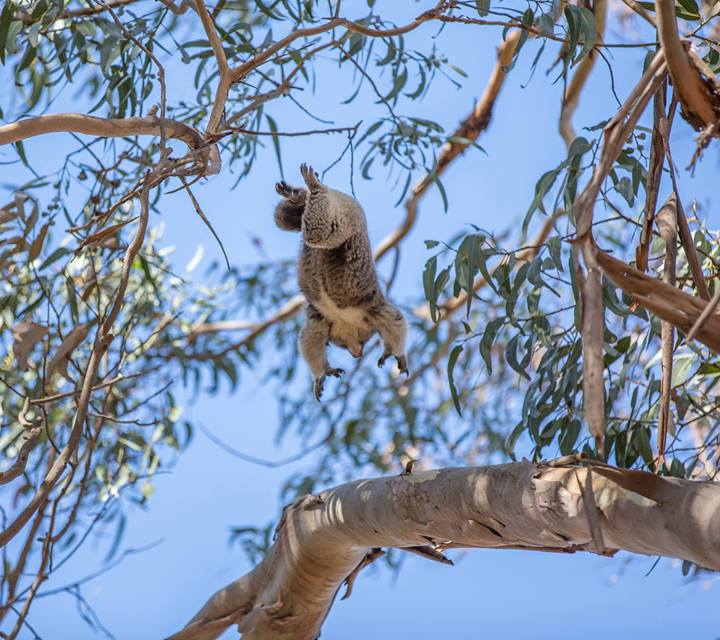 Jumping Koala !