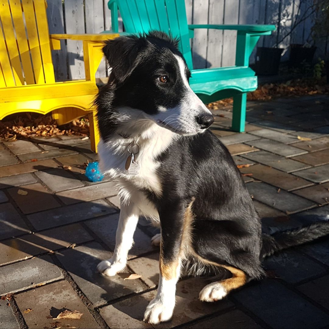 Juno, 8 months old | Scrolller