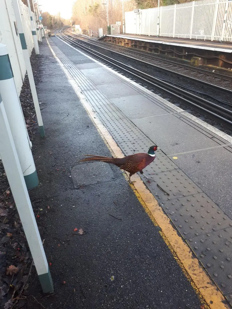 Just a pheasant, impatiently waiting for the train in South London today.