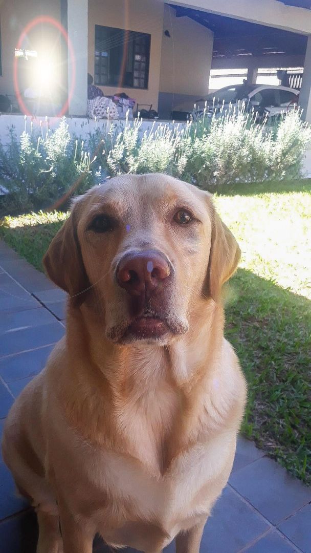 just a pic of my sexy dog to brighten your day