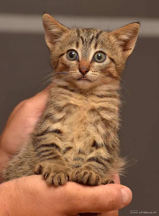 Just a tiny confused blep