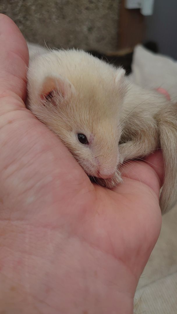 Just over 7 weeks old 🥰