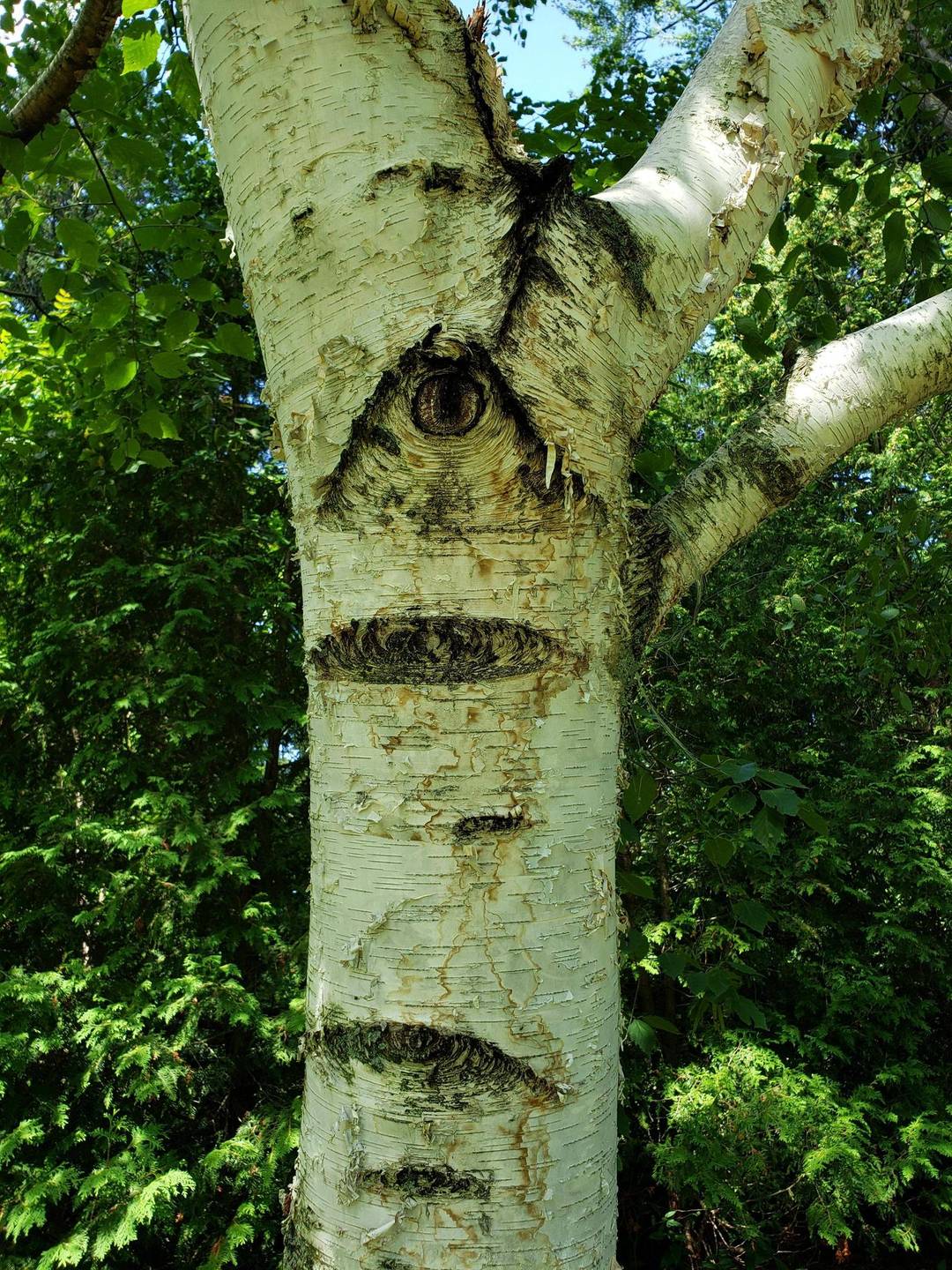 Just realized today the tree in my yard where I leave offerings to the gods can see me, too!!