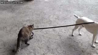 Just walking my bitch