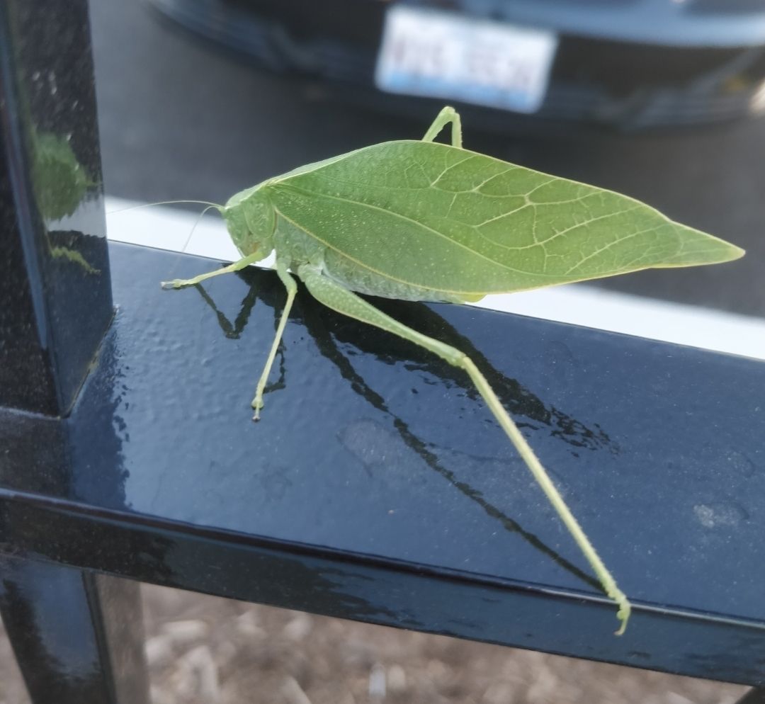 Katydid