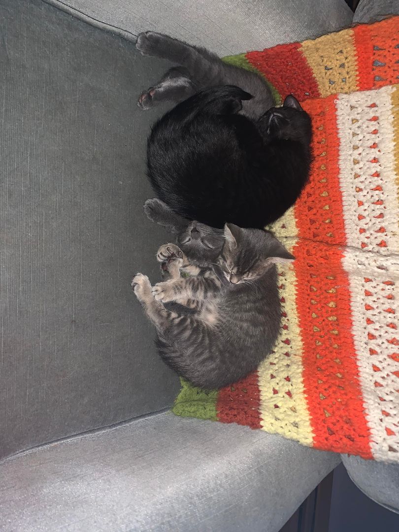 Kitten cuddle puddle!