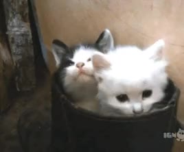 Kittens in a bucket