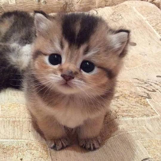 Kitty.