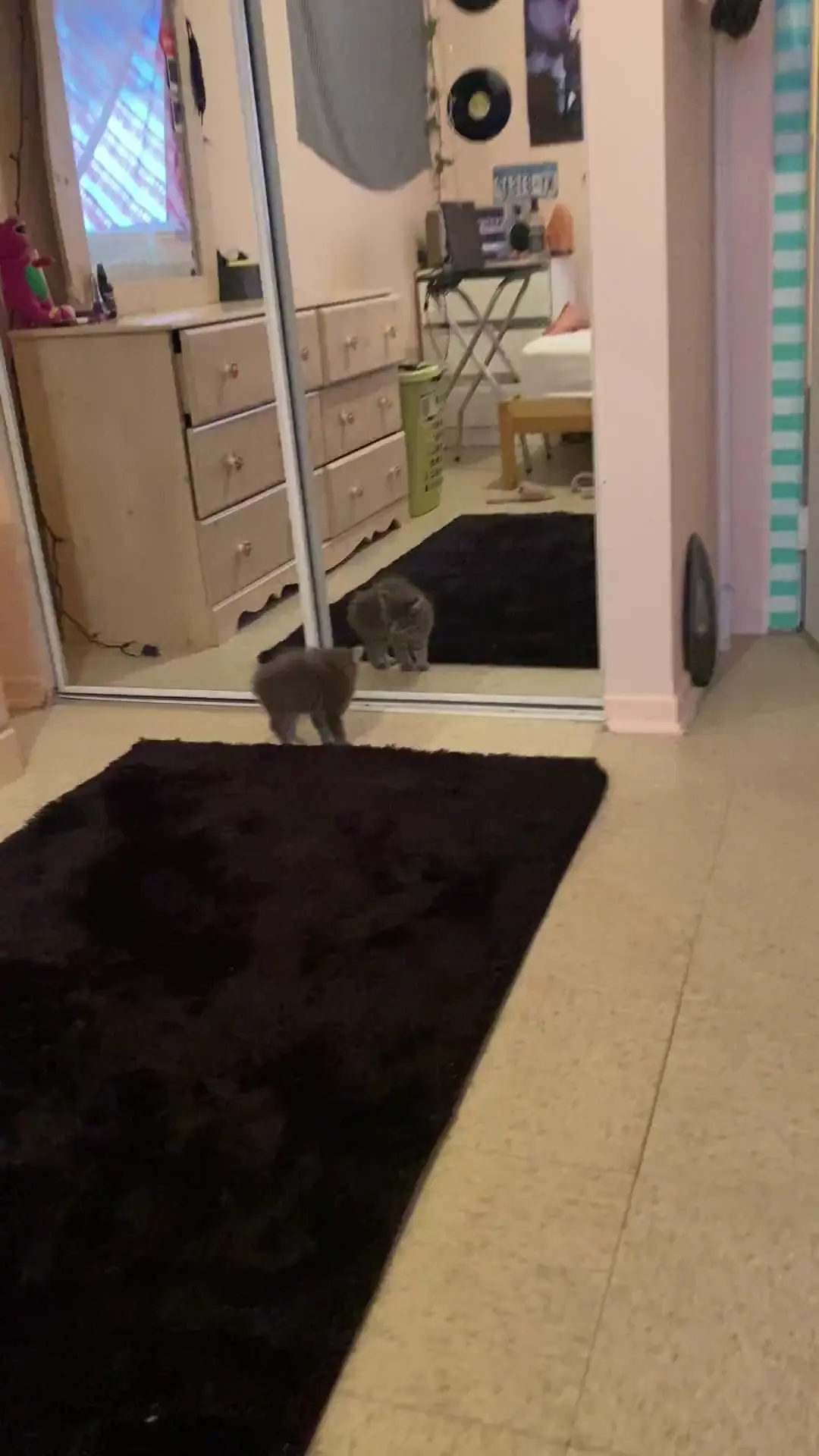 Kitty gets scared of his reflection 🥹 