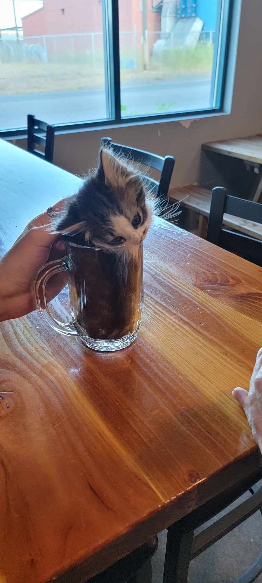 Kitty in a pub mug
