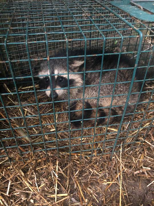 The raccoon I caught trying to get in my coop. No I didn’t kill her, I let her go in the forest soon after