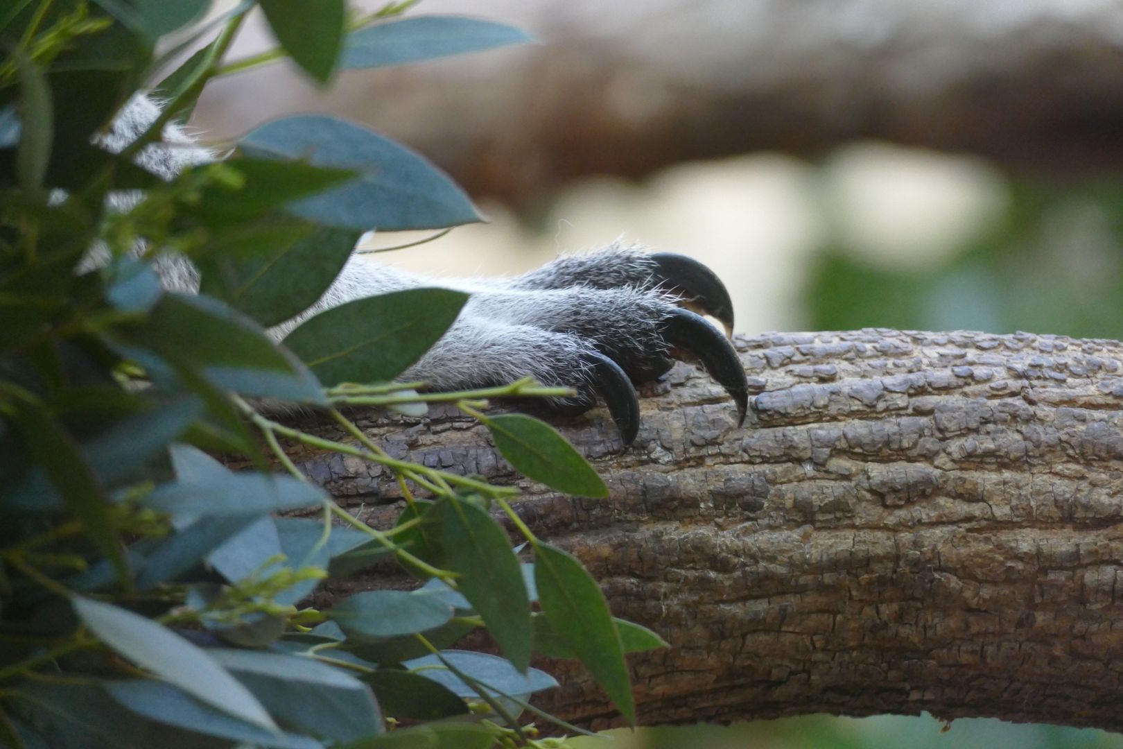 Koala claws