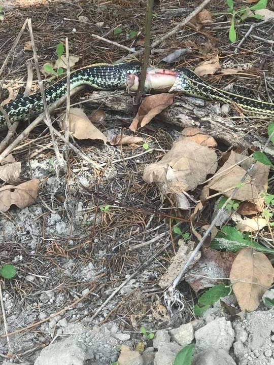 Lady and the Tramp, Snake Edition.