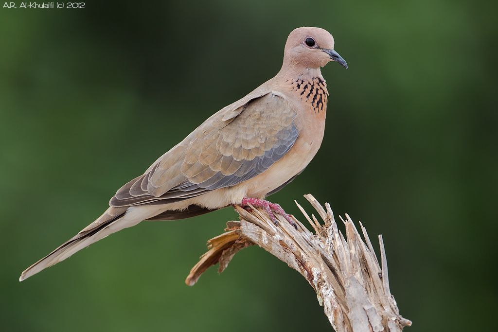 Laughing Dove