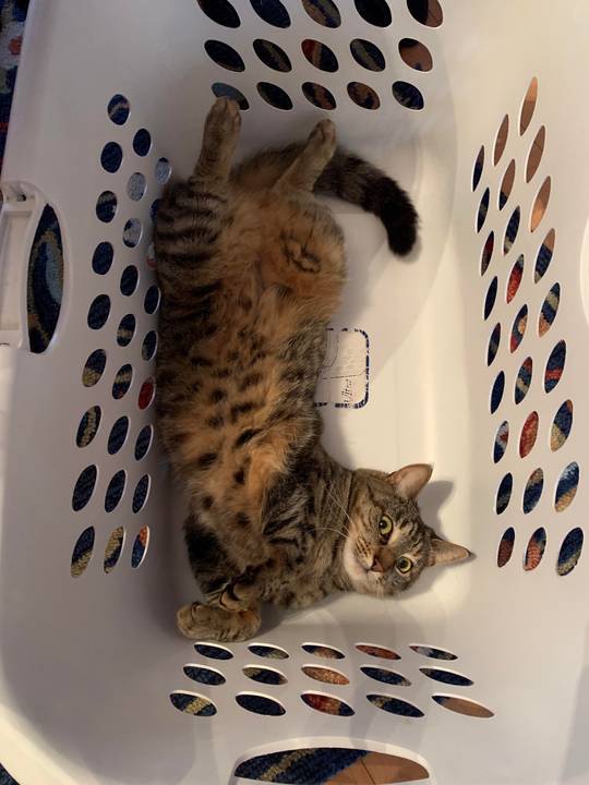 Laundry belly