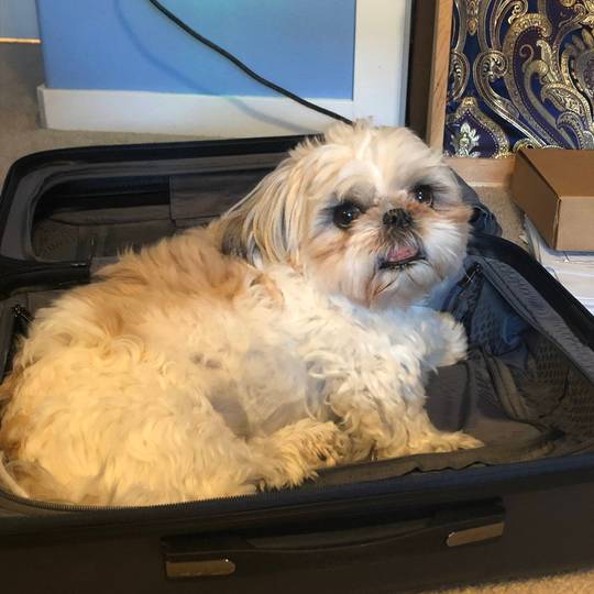 Layla tried to sneak herself in my luggage to go back to school with me