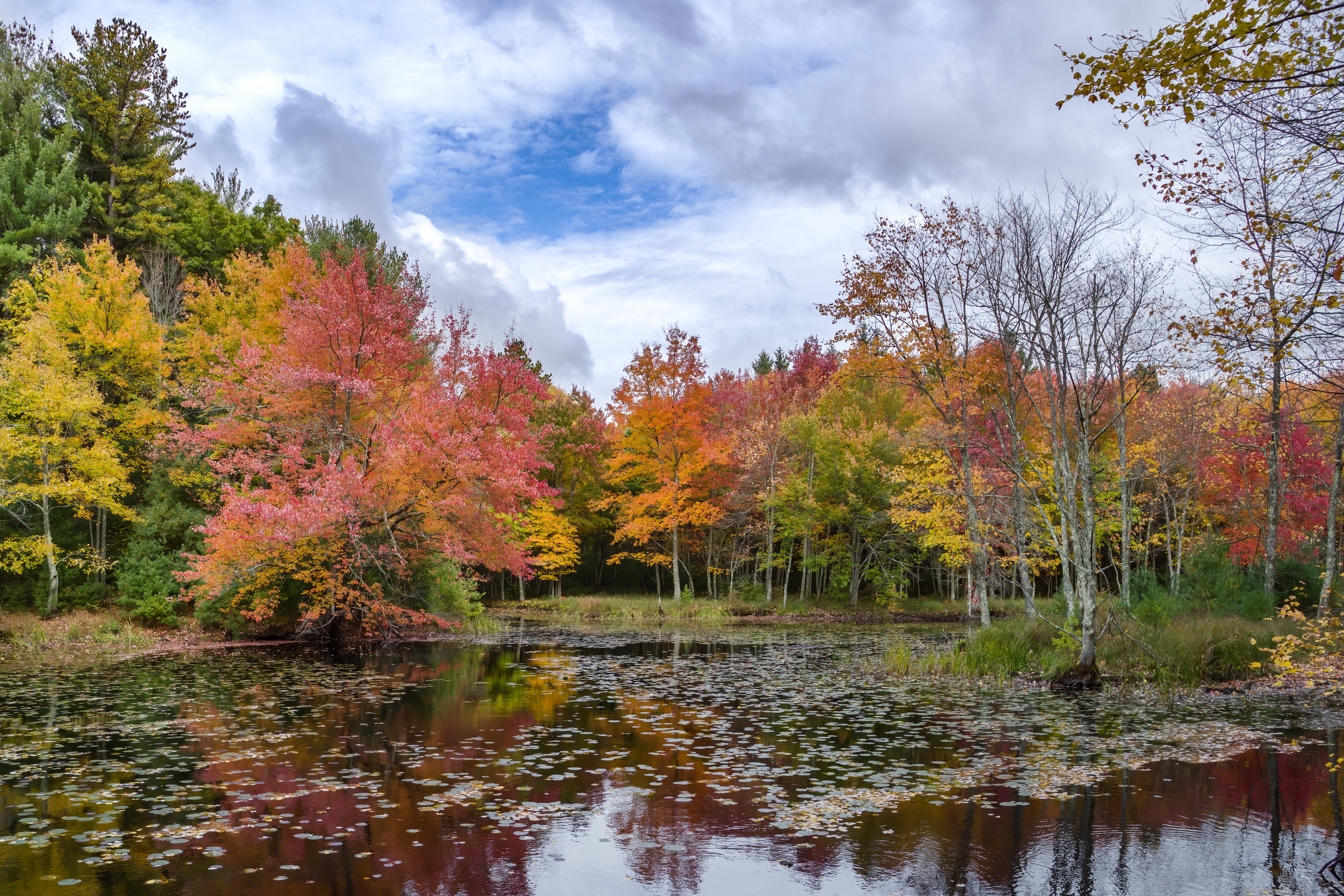 Leaves turning over a small Massachusetts pond. [4858x3239] [OC ...